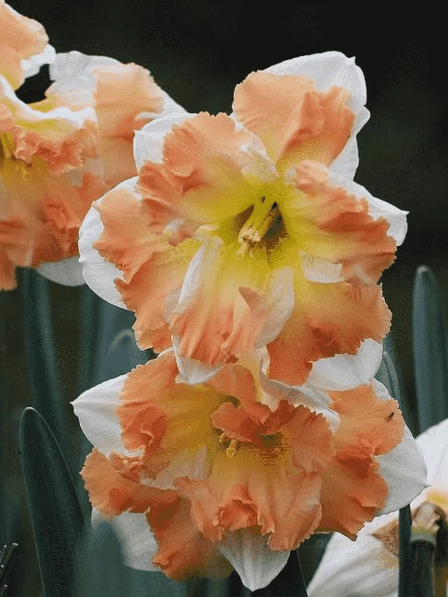 Нарцисс Cum Laude