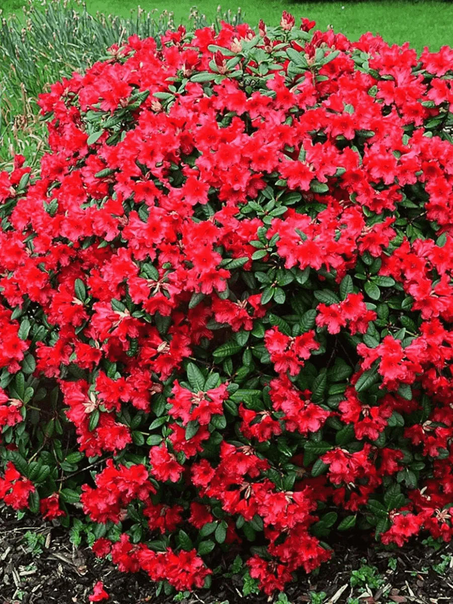 Рододендрон ползучий Baden Baden Рододендрон ползучий Baden Baden