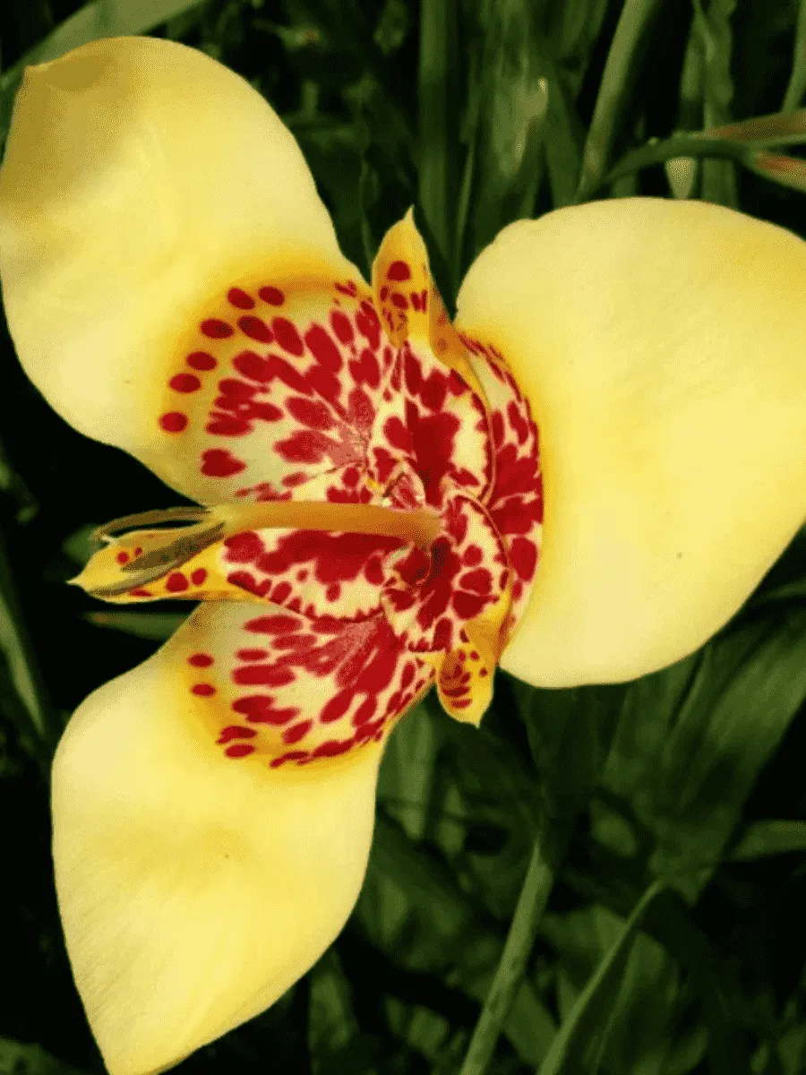 Тигридия Creme Тигридия Creme