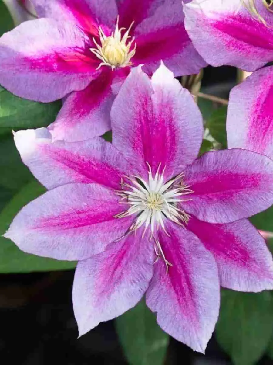 Клематис гибридный Hania Клематис гибридный Hania