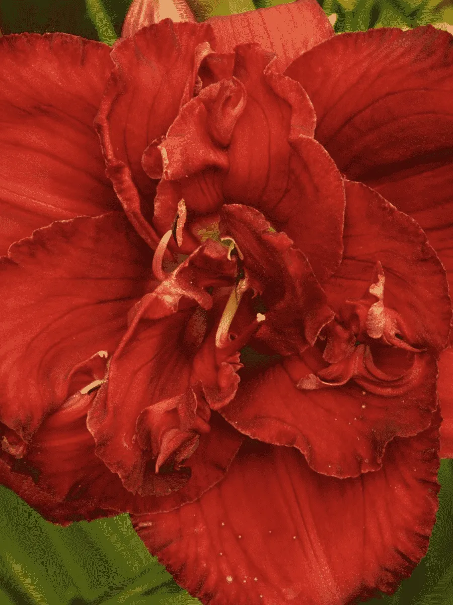 Лилейник Rediculous