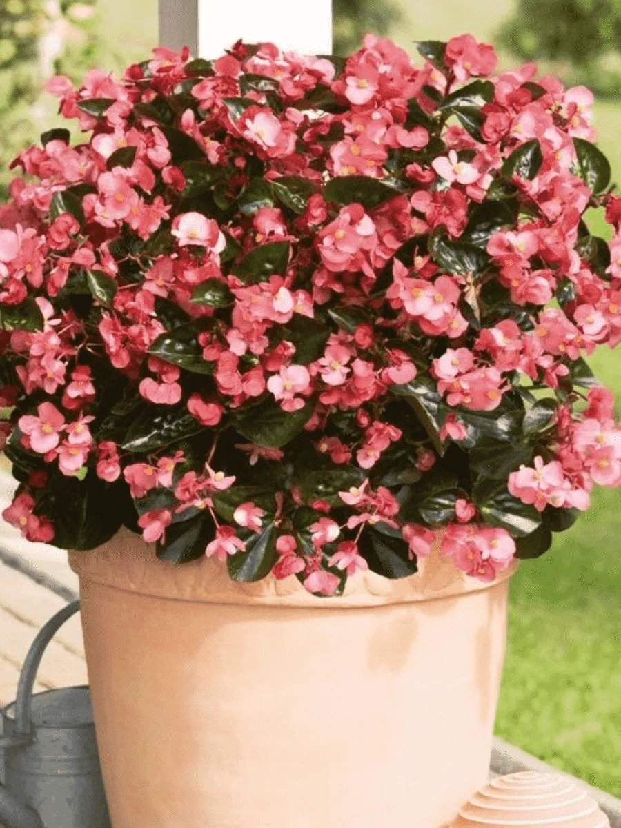 Бегония Big Rose Bronze Leaf