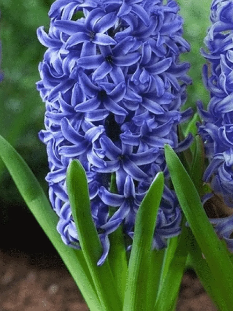 Гиацинт Blue Jacket