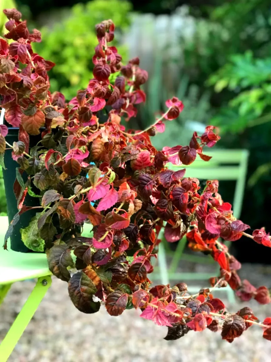 Гортензия длинночерешковая Winter surprise