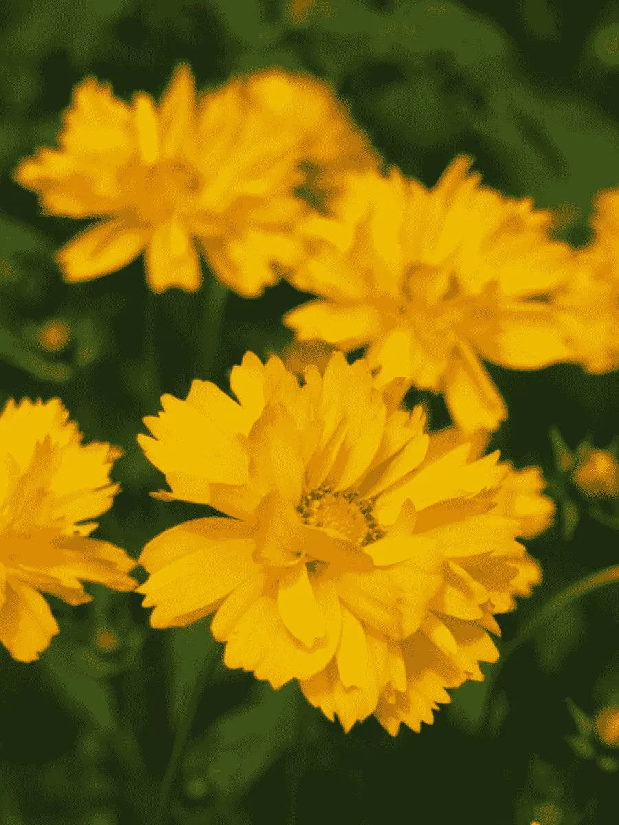 Кореопсис Early Sun Yellow Double Кореопсис Early Sun Yellow Double