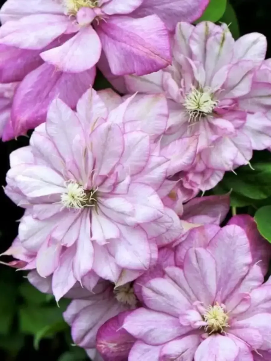 Клематис гибридный Innocent Glance Клематис гибридный Innocent Glance