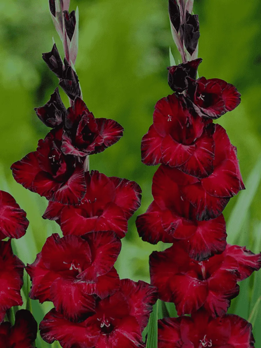 Гладиолус Pescara