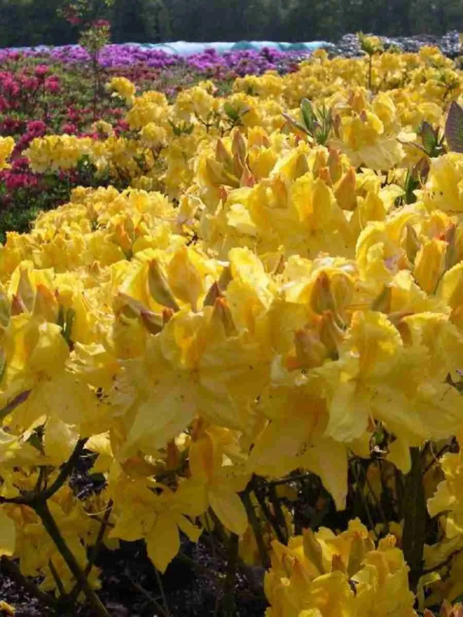 Азалия Limetta