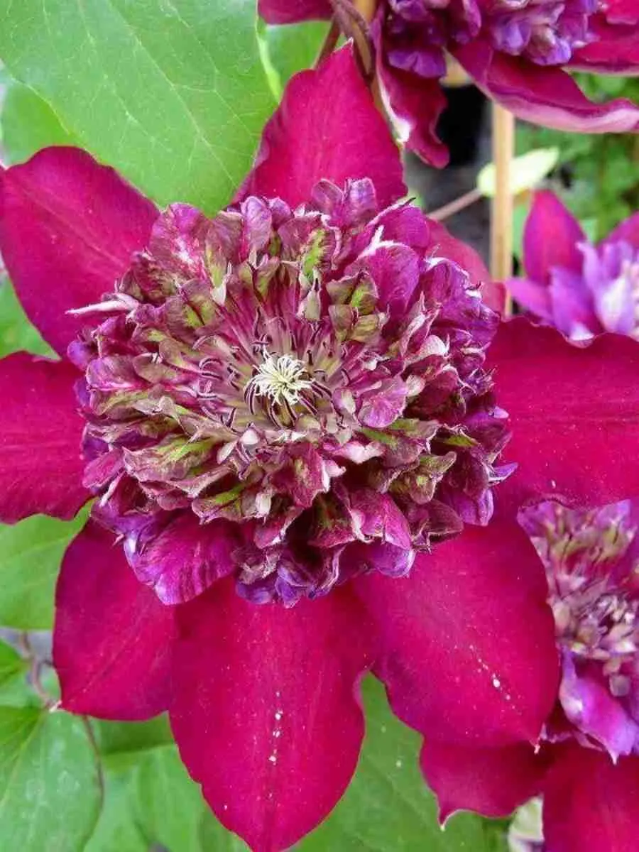 Клематис Temptation Клематис Temptation