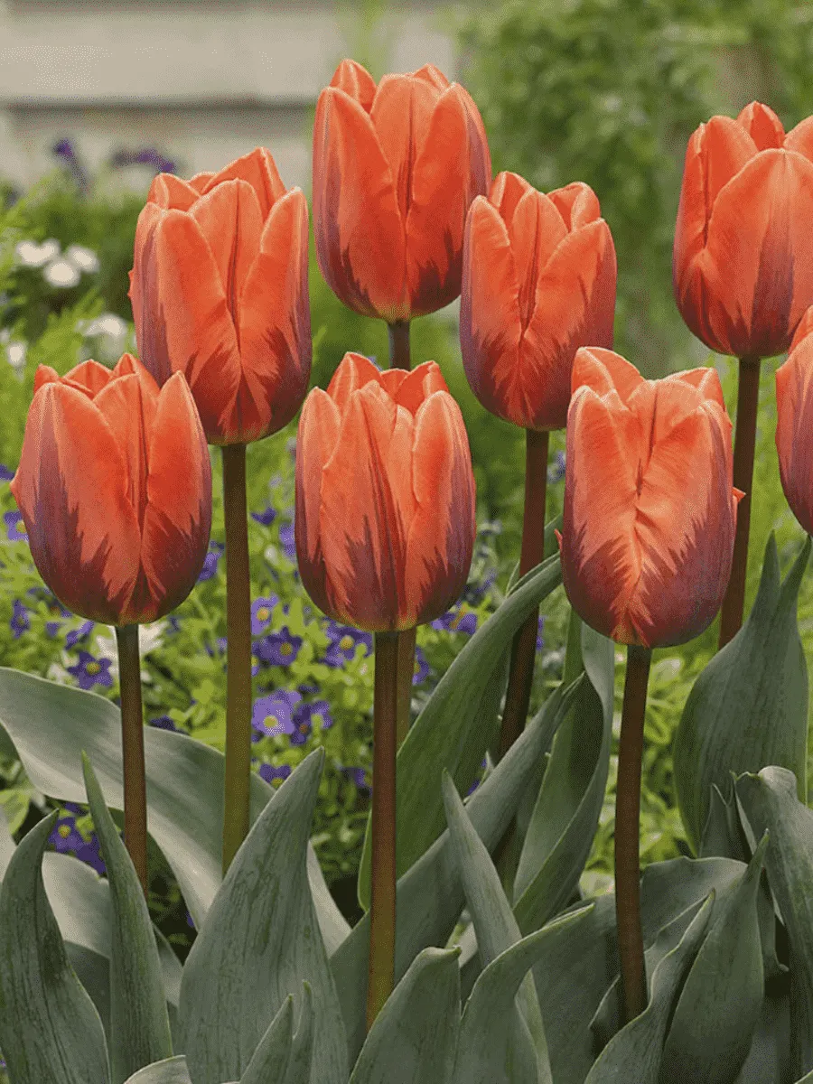 Тюльпан триумф Prinses Irene