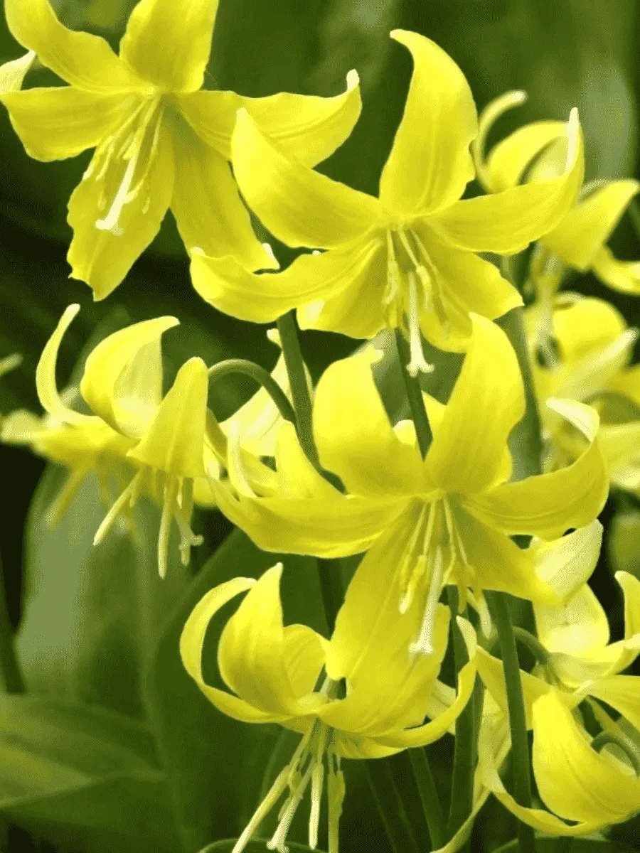 Эритрониум (кандык) Pagoda