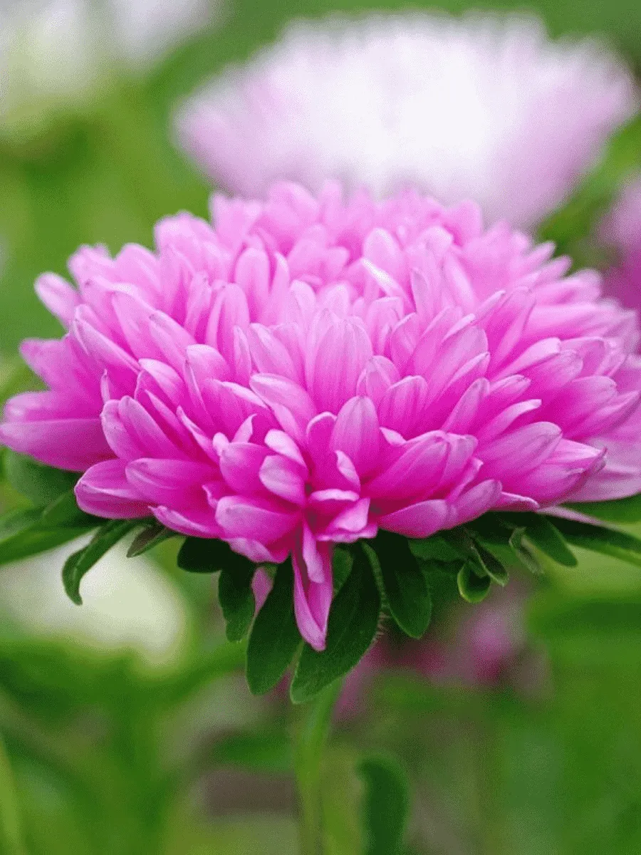 Астра Астра