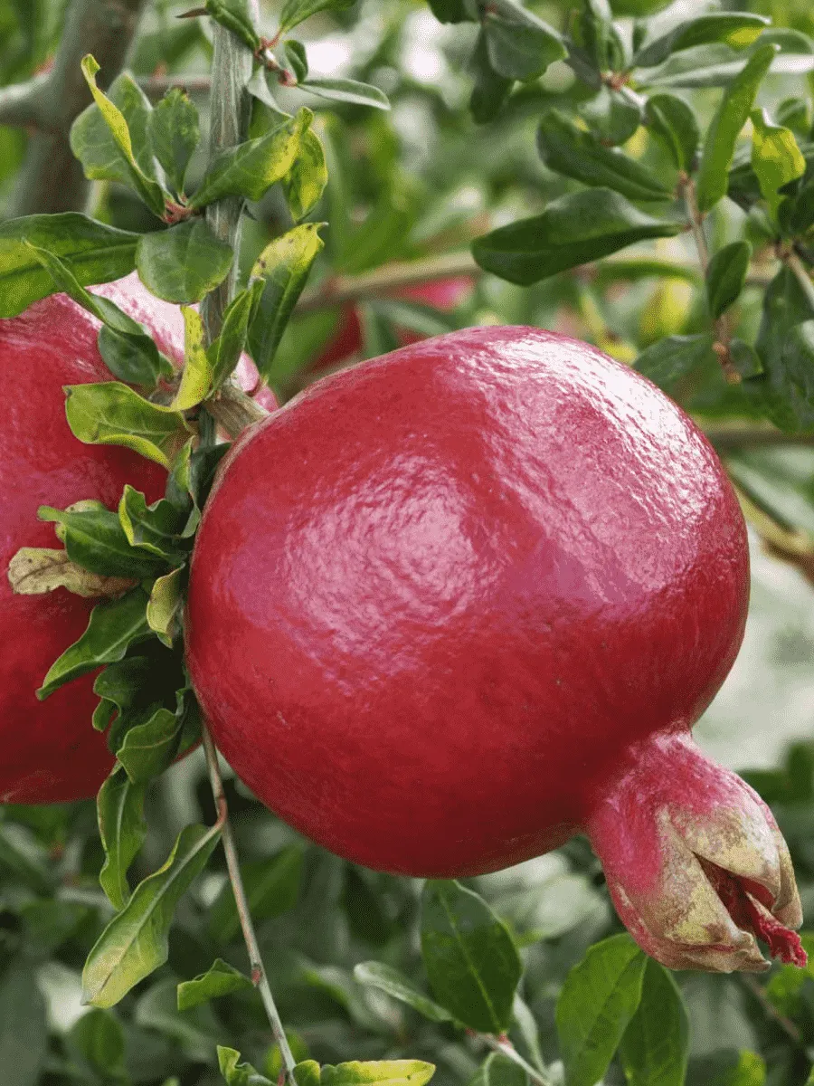 Гранат обыкновенный Гранат обыкновенный