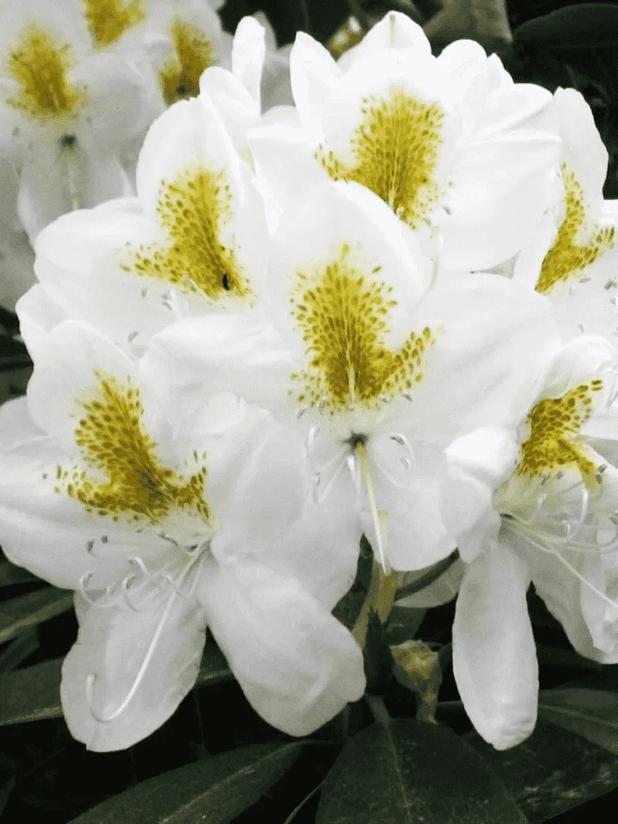 Рододендрон гибридный Catawbiense Album