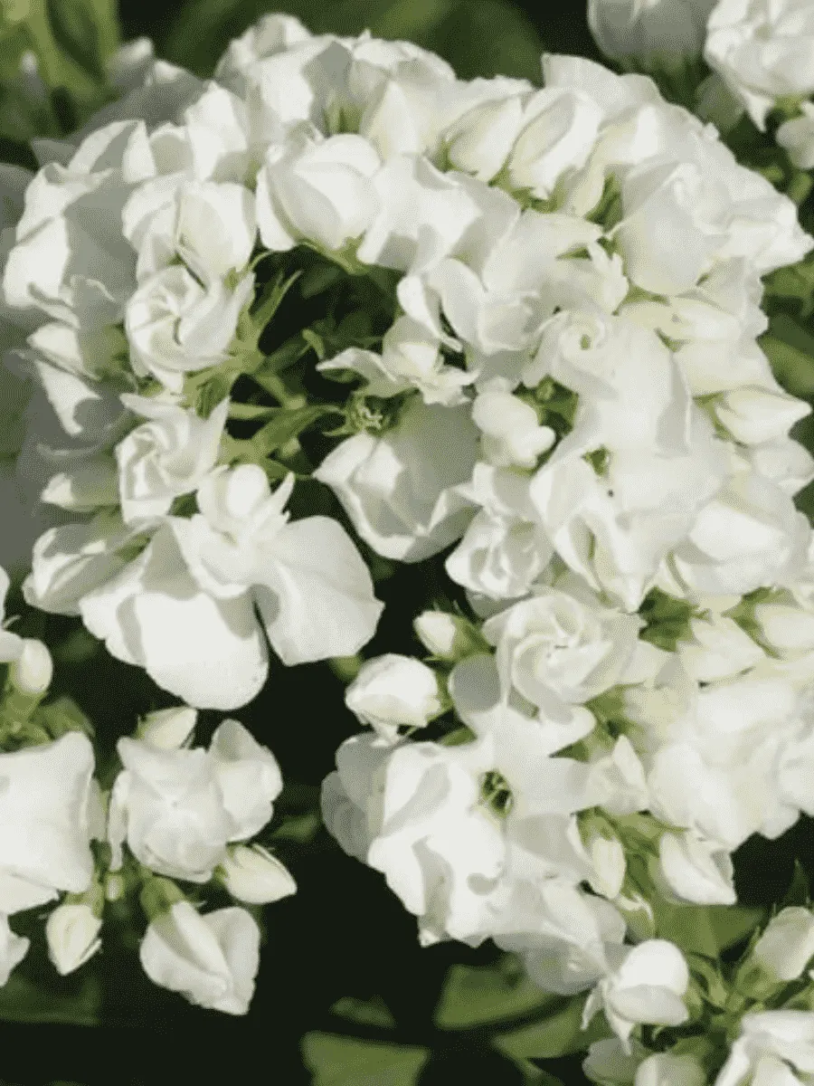 Флокс метельчатый Tiara