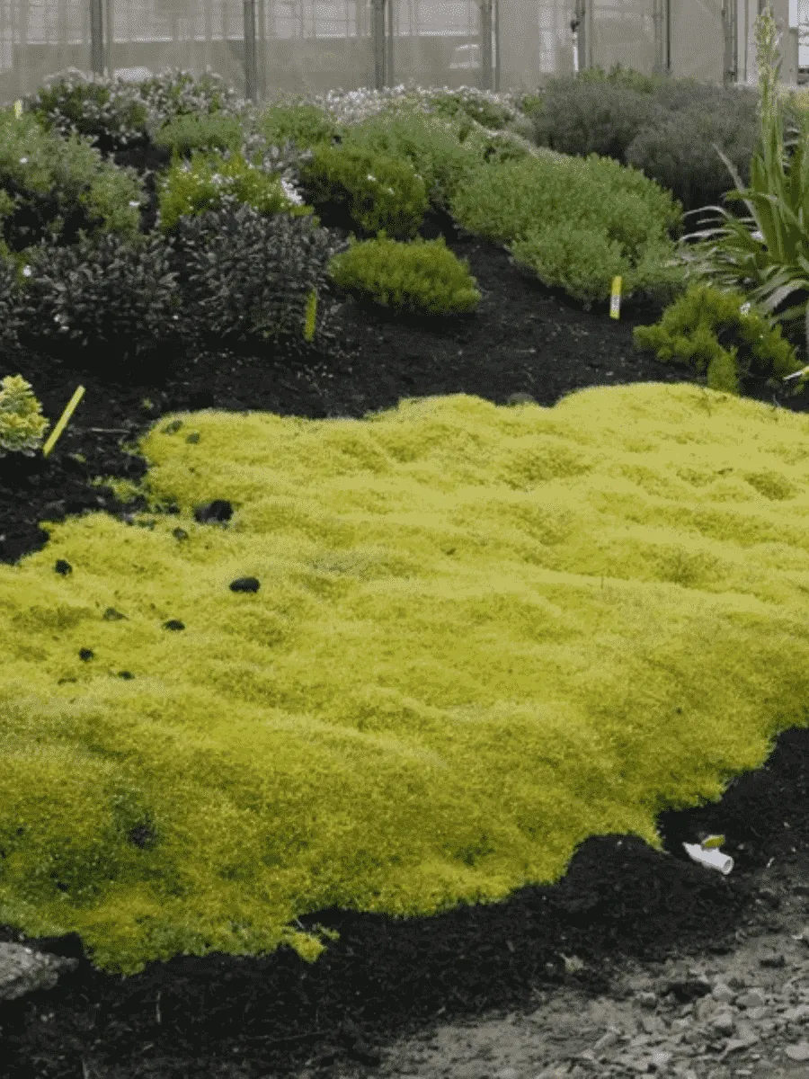 Мшанка шиловидная Scotch Moss Мшанка шиловидная Scotch Moss