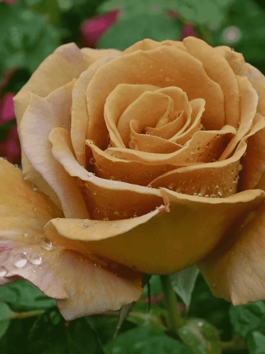 Роза чайно-гибридная Honey Dijon