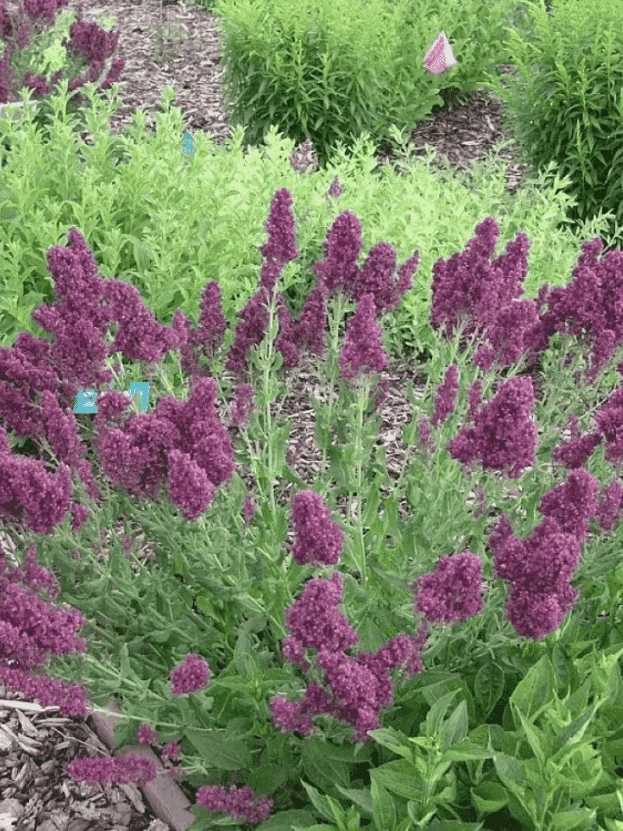 Шалфей дубравный Plumosa