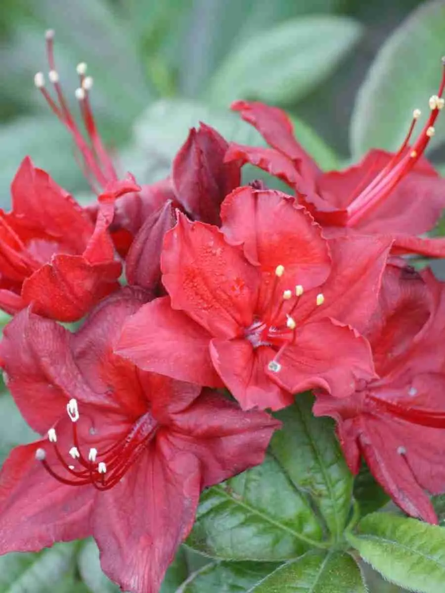 Азалия Doloroso