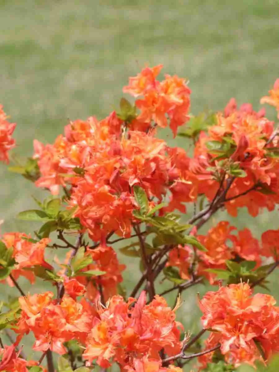 Азалия крупноцветковая Mandarin Lights