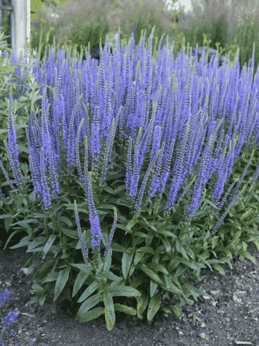 Вероника колосистая