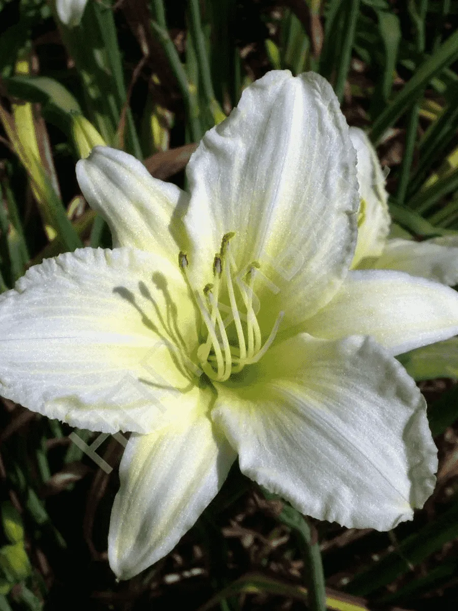 Лилейник Ice Carnival