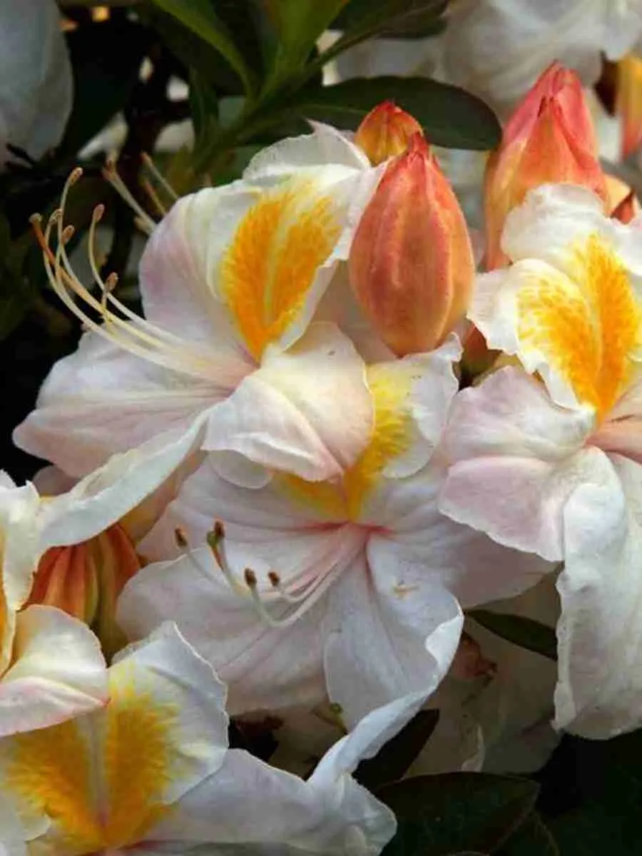 Азалия крупноцветковая Silver Slipper