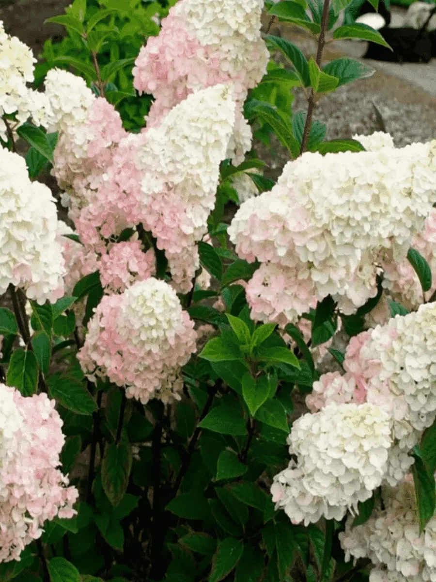 Гортензия метельчатая Little Fresco