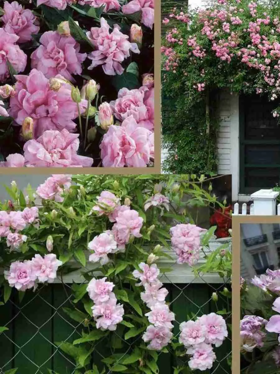 Калистегия