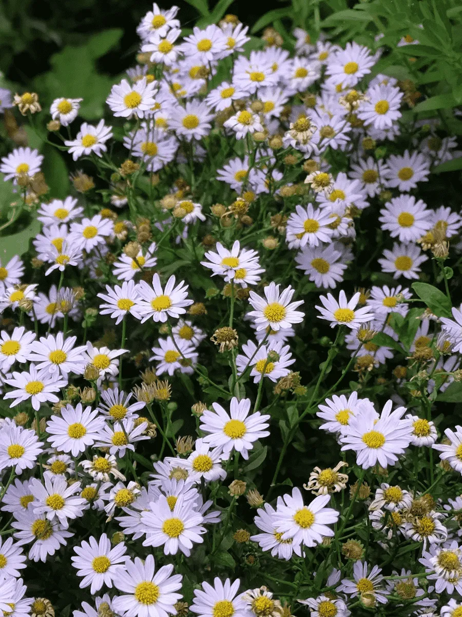 Калимерис Калимерис