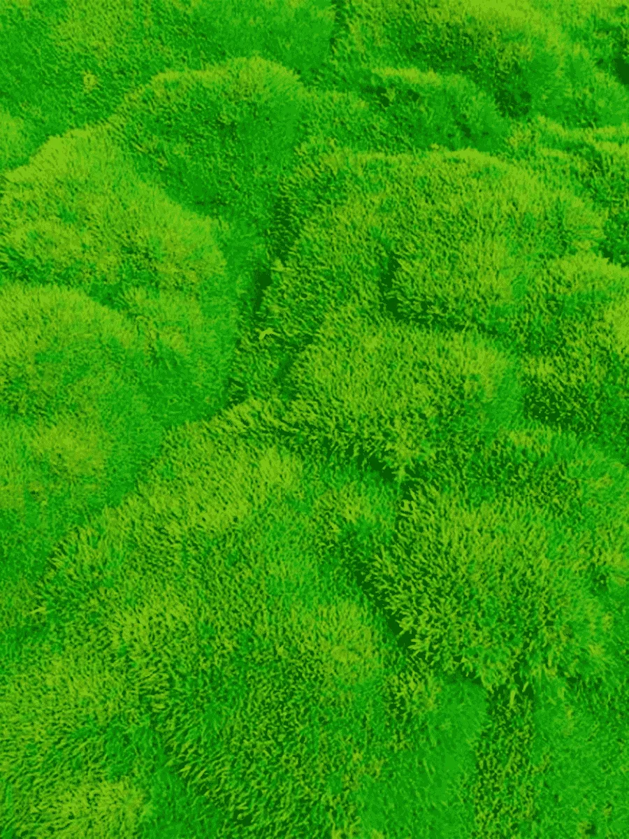 Дивала двухцветковая Selected Bronze