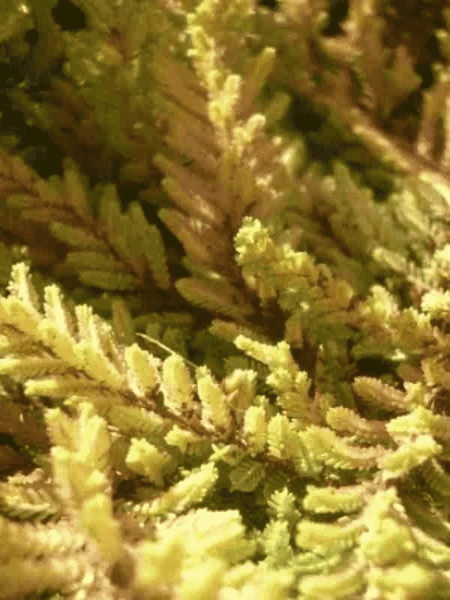 Вереск обыкновенный Orange Queen