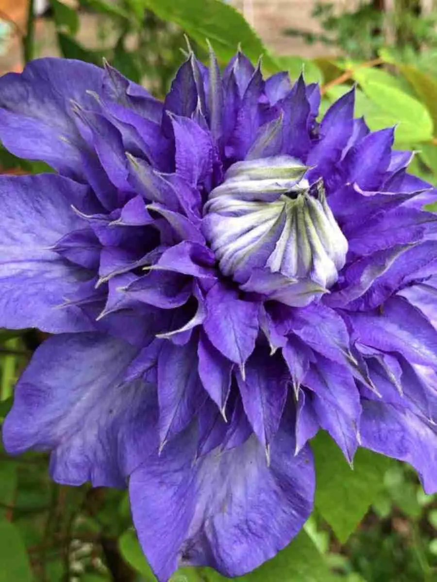 Клематис гибридный Blue Explosion