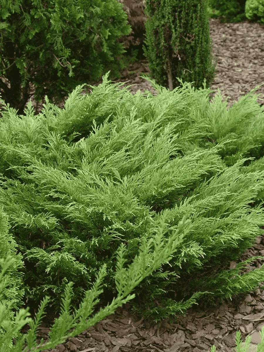 Можжевельник казацкий  Rockery Gem Можжевельник казацкий  Rockery Gem