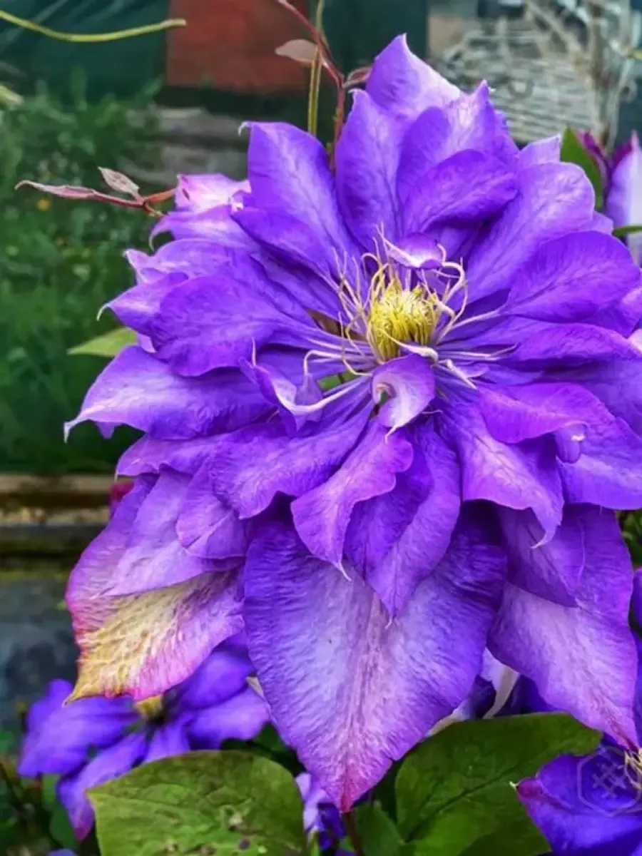 Клематис гибридный Daniel Deronda