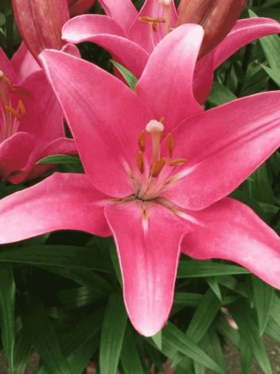 Лилия Indian Summerset