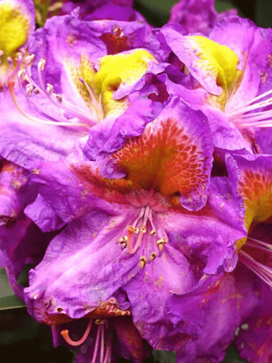 Рододендрон гибридный Magic Eye