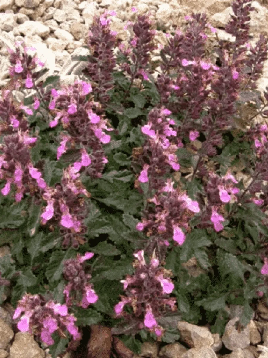 Дубровник Дубровник