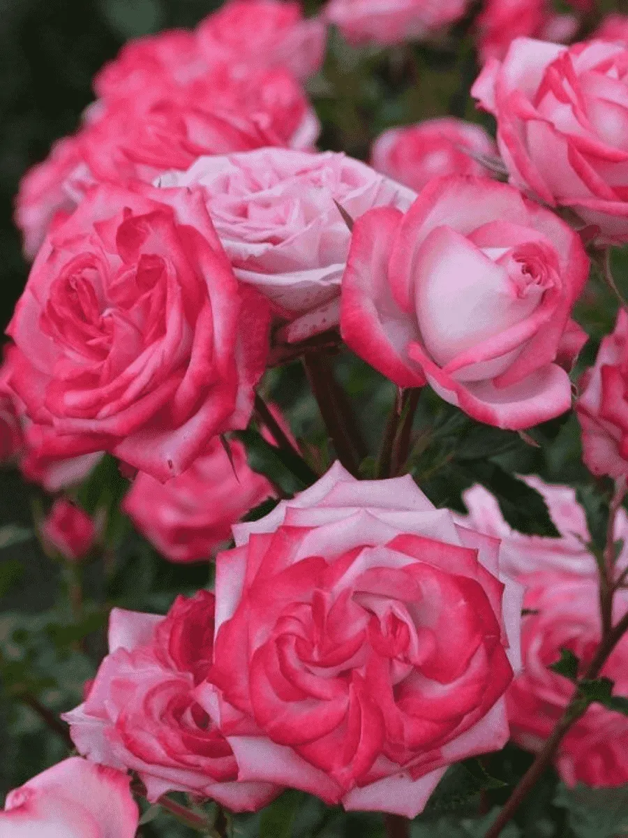 Роза спрей  Safina Роза спрей  Safina