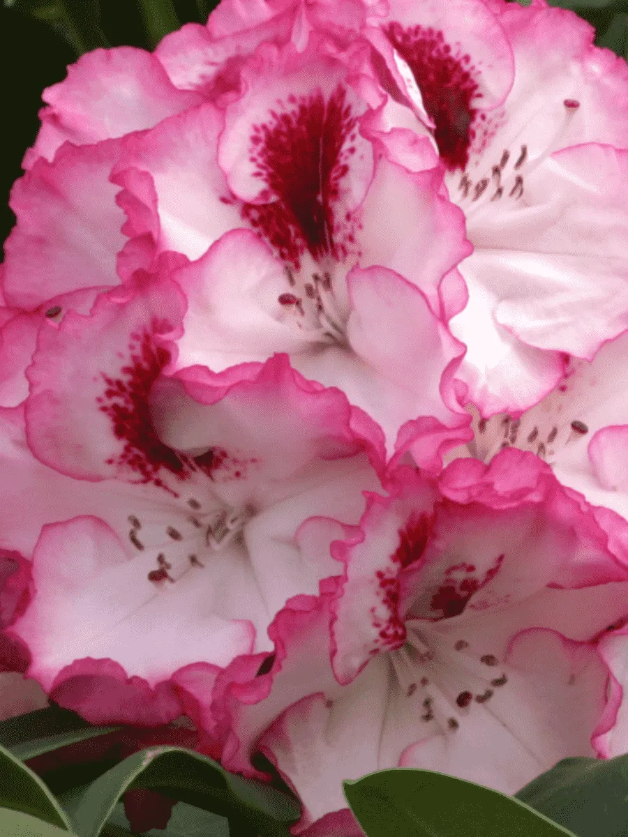 Рододендрон гибридный Cherry cheesecake