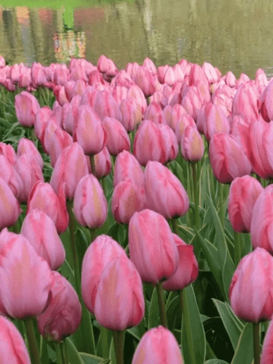 Тюльпан пестролистный Design Impression