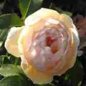 Роза Jude the Obscure