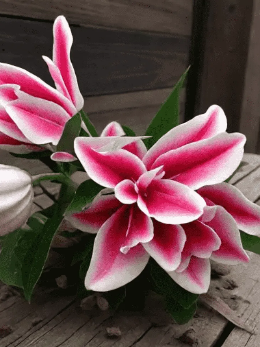 Лилия Roselily Olympia