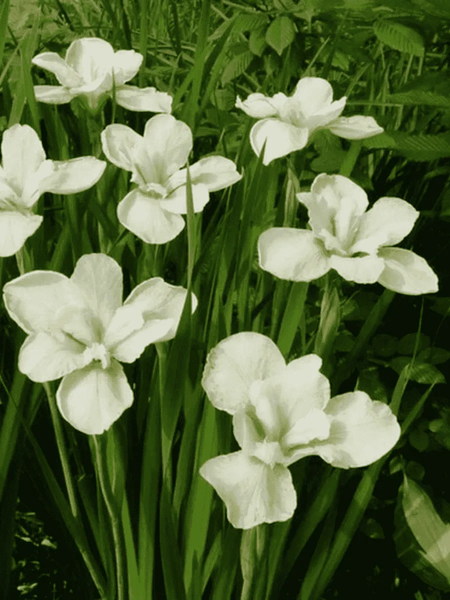Ирис сибирский Dreaming Green Ирис сибирский Dreaming Green