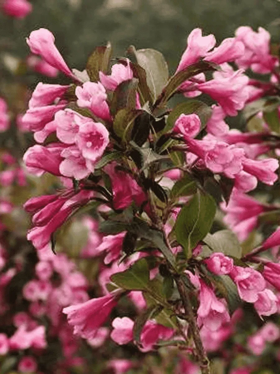 Вейгела цветущая Foliis Purpureis Вейгела цветущая Foliis Purpureis