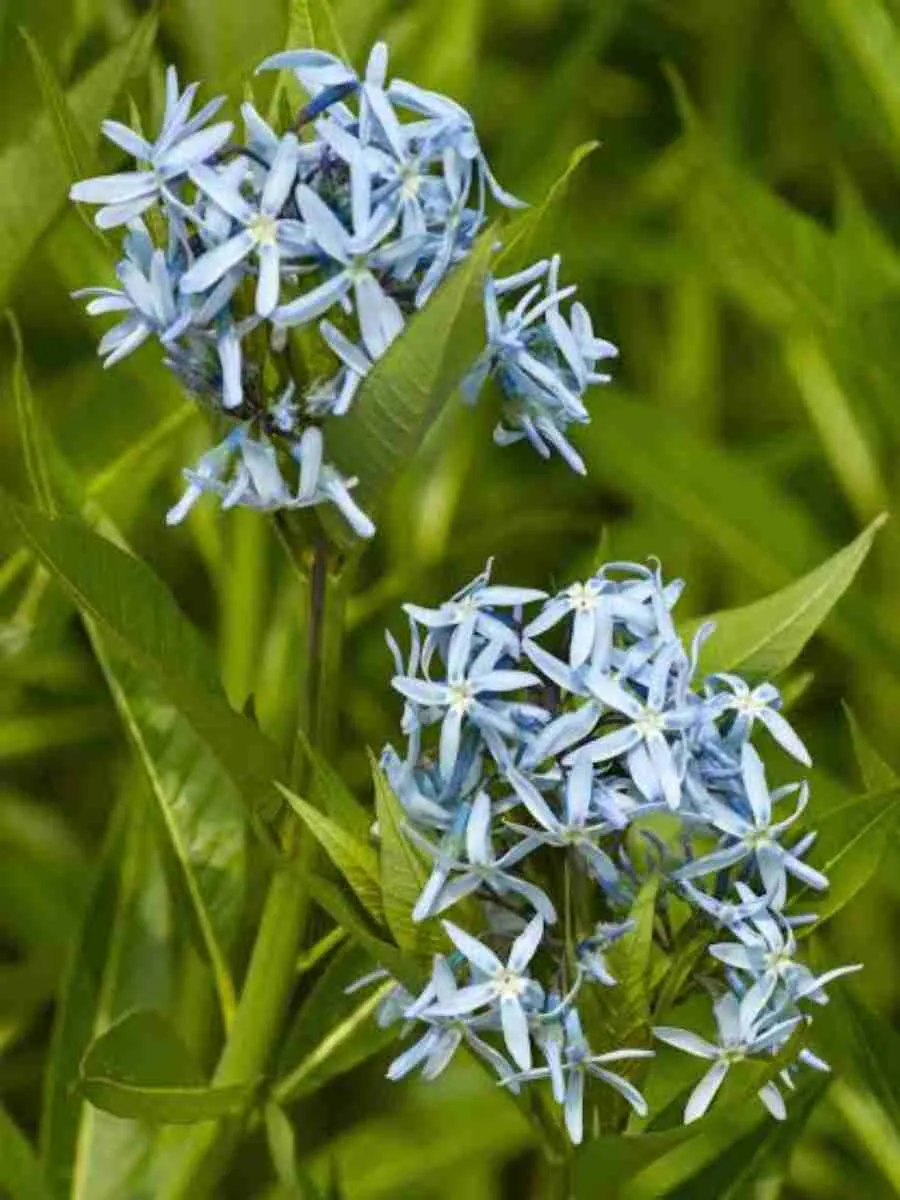 Амсония Амсония