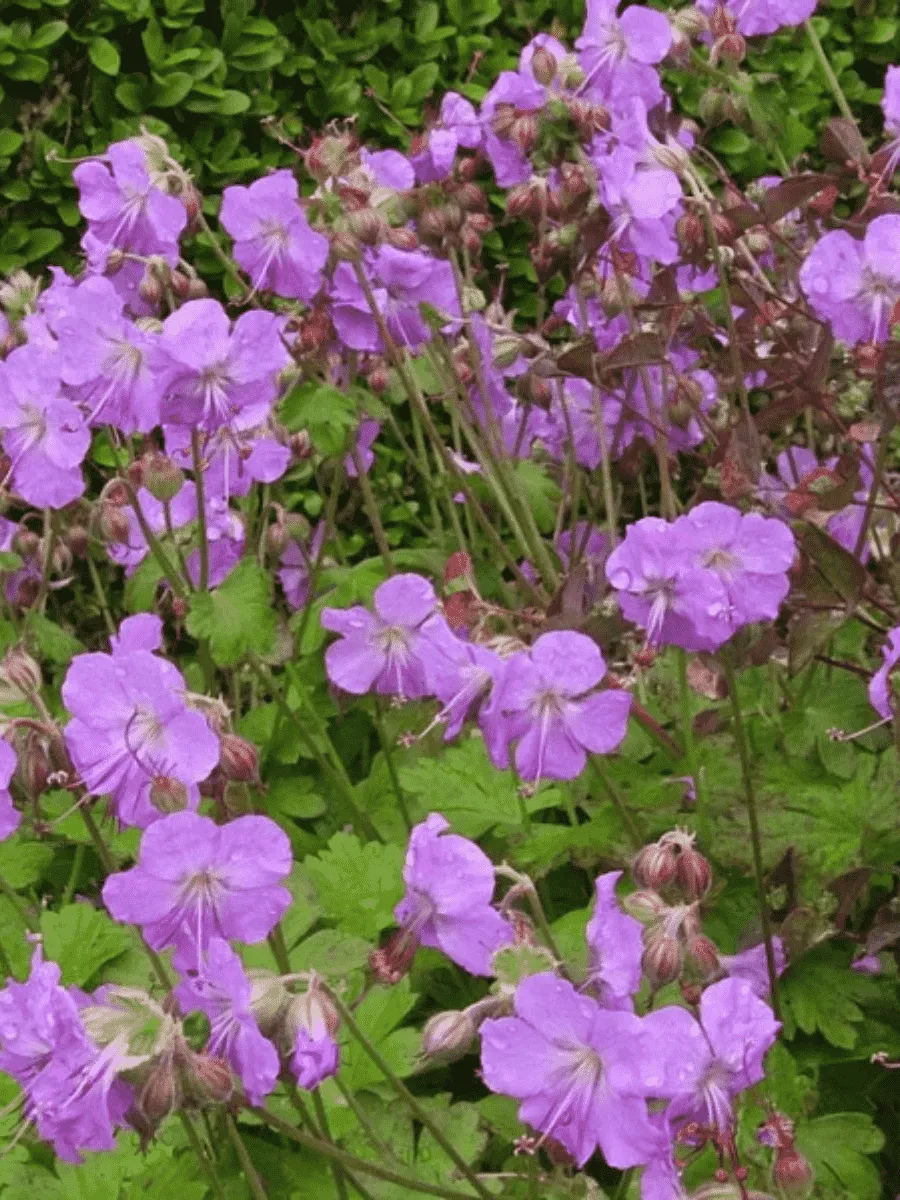 Герань кентабриджийская