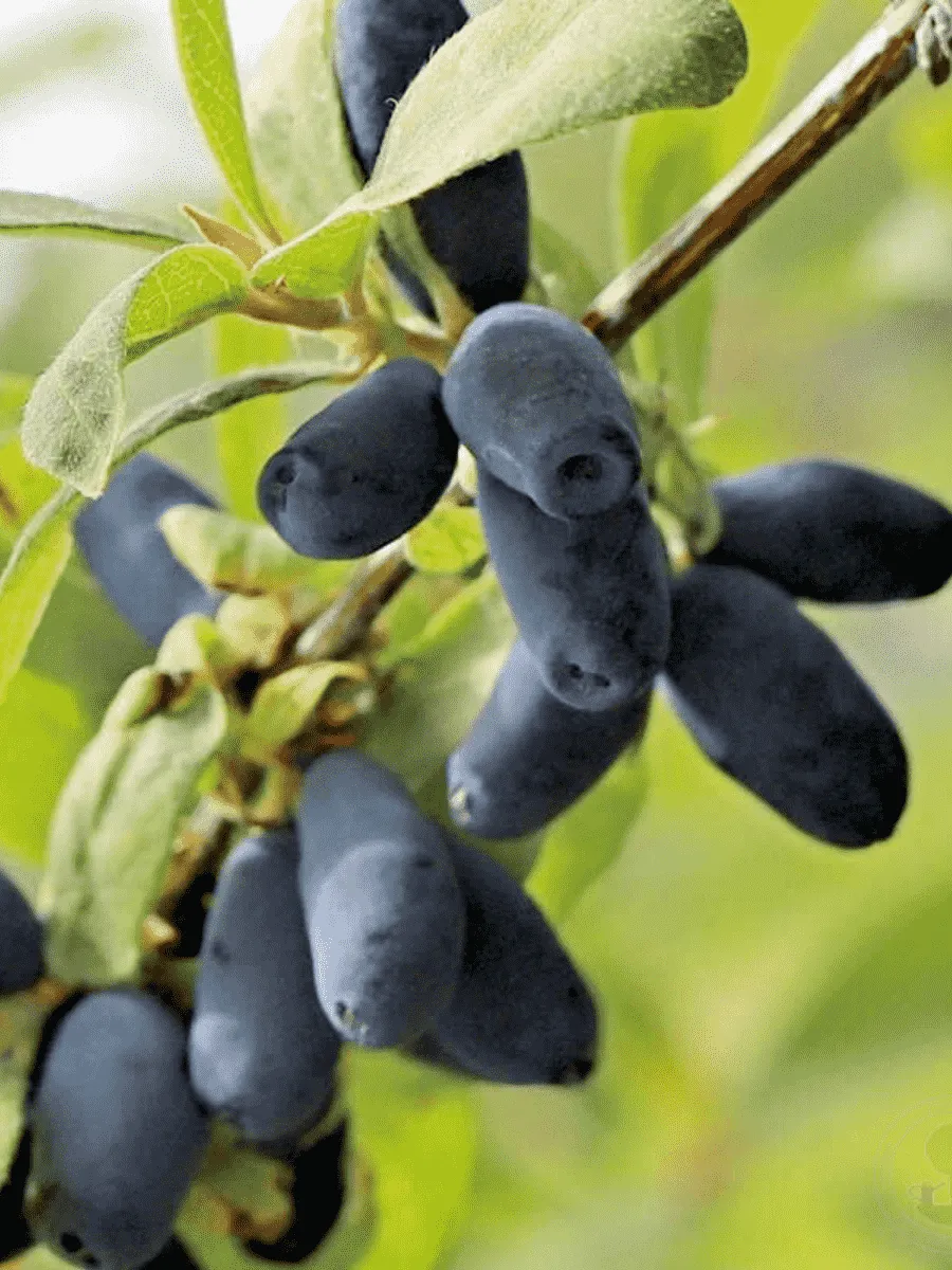 Жимолость плодовая Candy blue  (Lawina) Жимолость плодовая Candy blue  (Lawina)