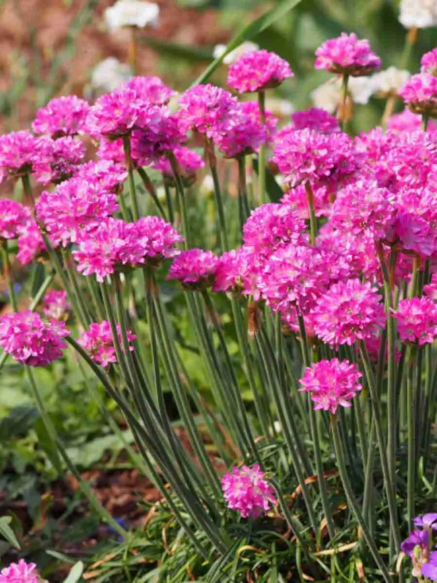 Армерия Армерия