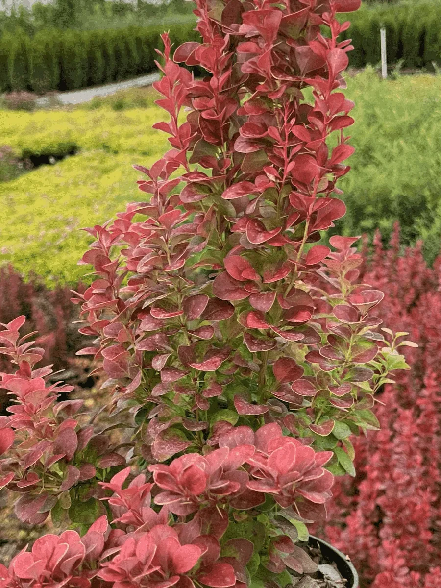 Барбарис Тунберга Florence